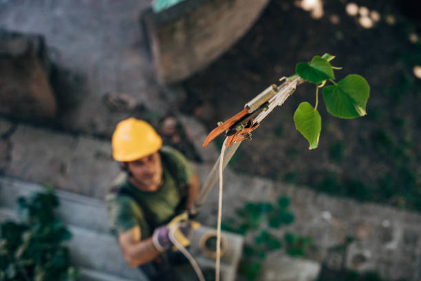 Best Tree Trimming and Pruning  in Clanton, AL