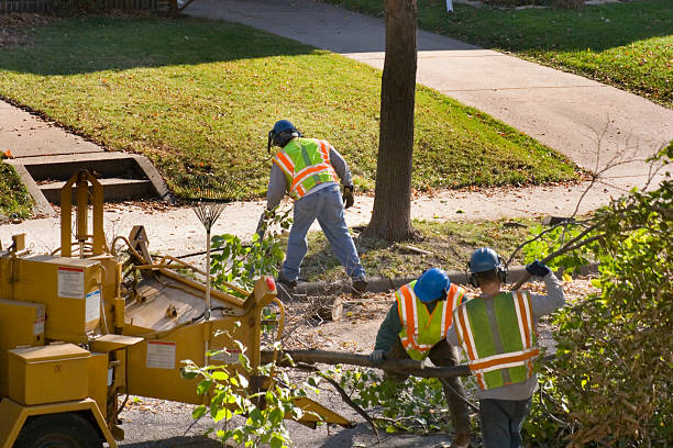 Clanton, AL Tree Removal Company