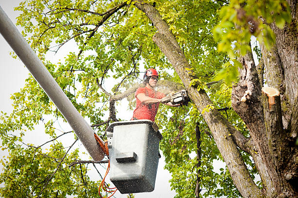 Best Tree Preservation Services  in Clanton, AL