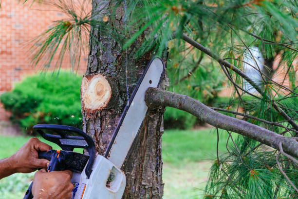 Best Arborist Consultation Services  in Clanton, AL